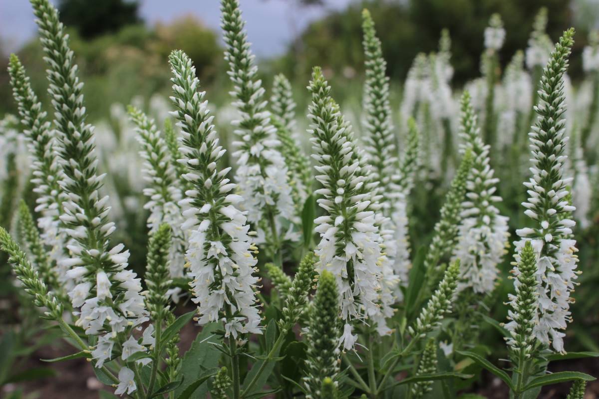 Veronica spicata 'Younique Baby White'